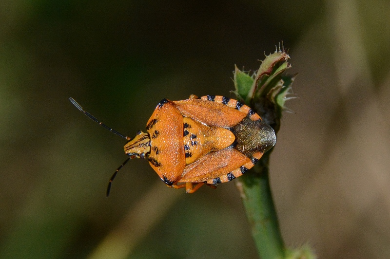 Pentatomidae: Carpocoris pudicus